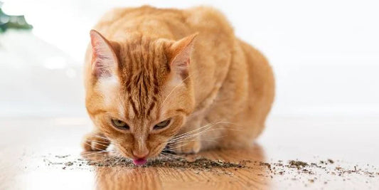 Introducing Catnip to Your Feline