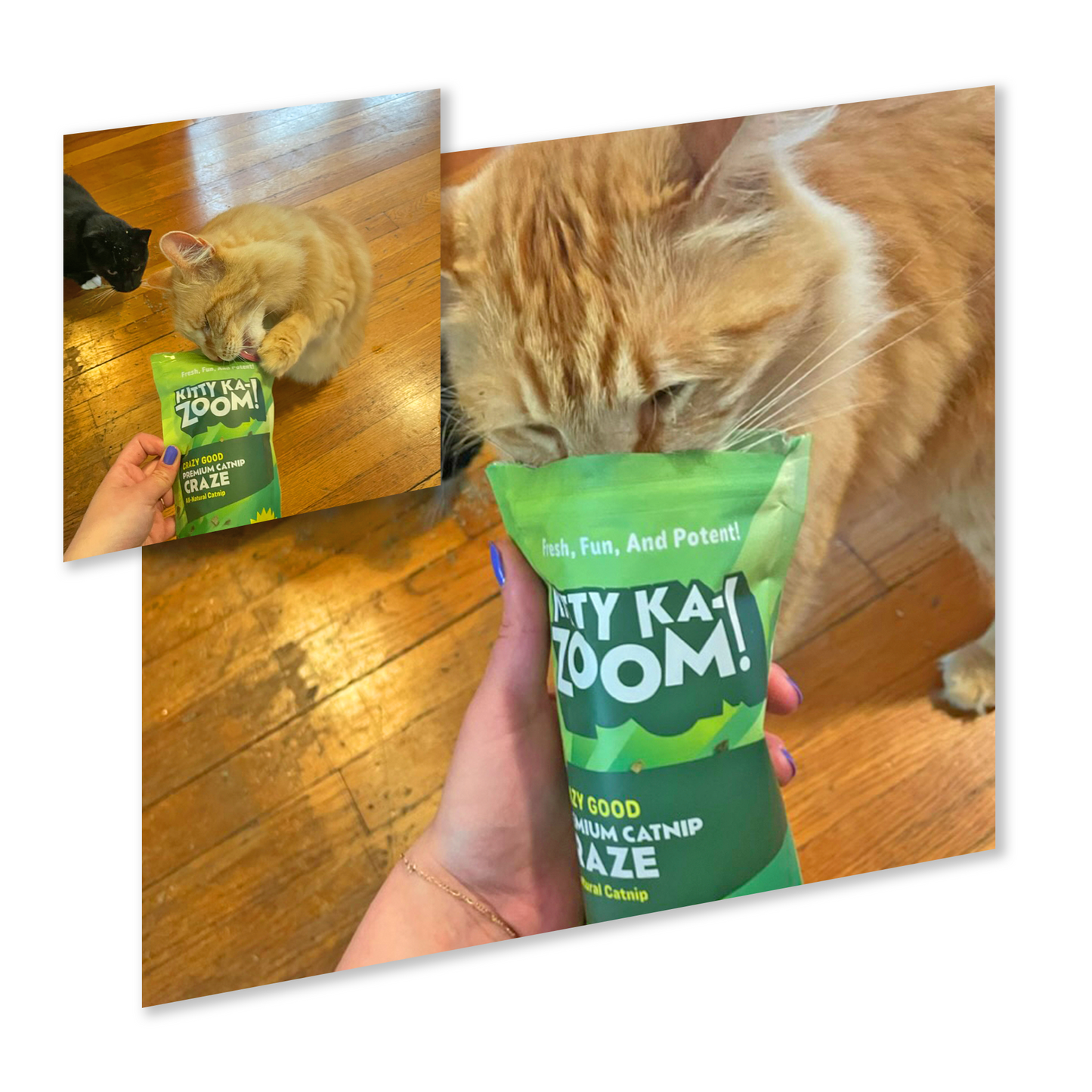 CATNIP CRAZE - Catnip Grown in Canada and the USA
