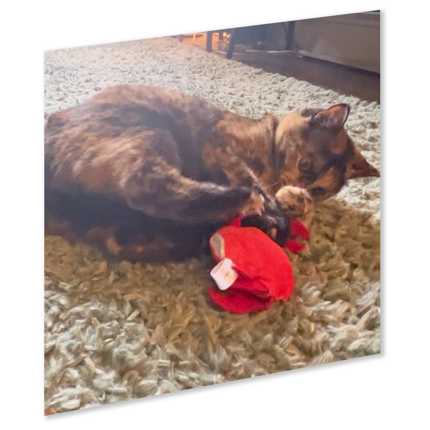 ZOOMIE CRAB - Refillable Catnip Toy + Catnip