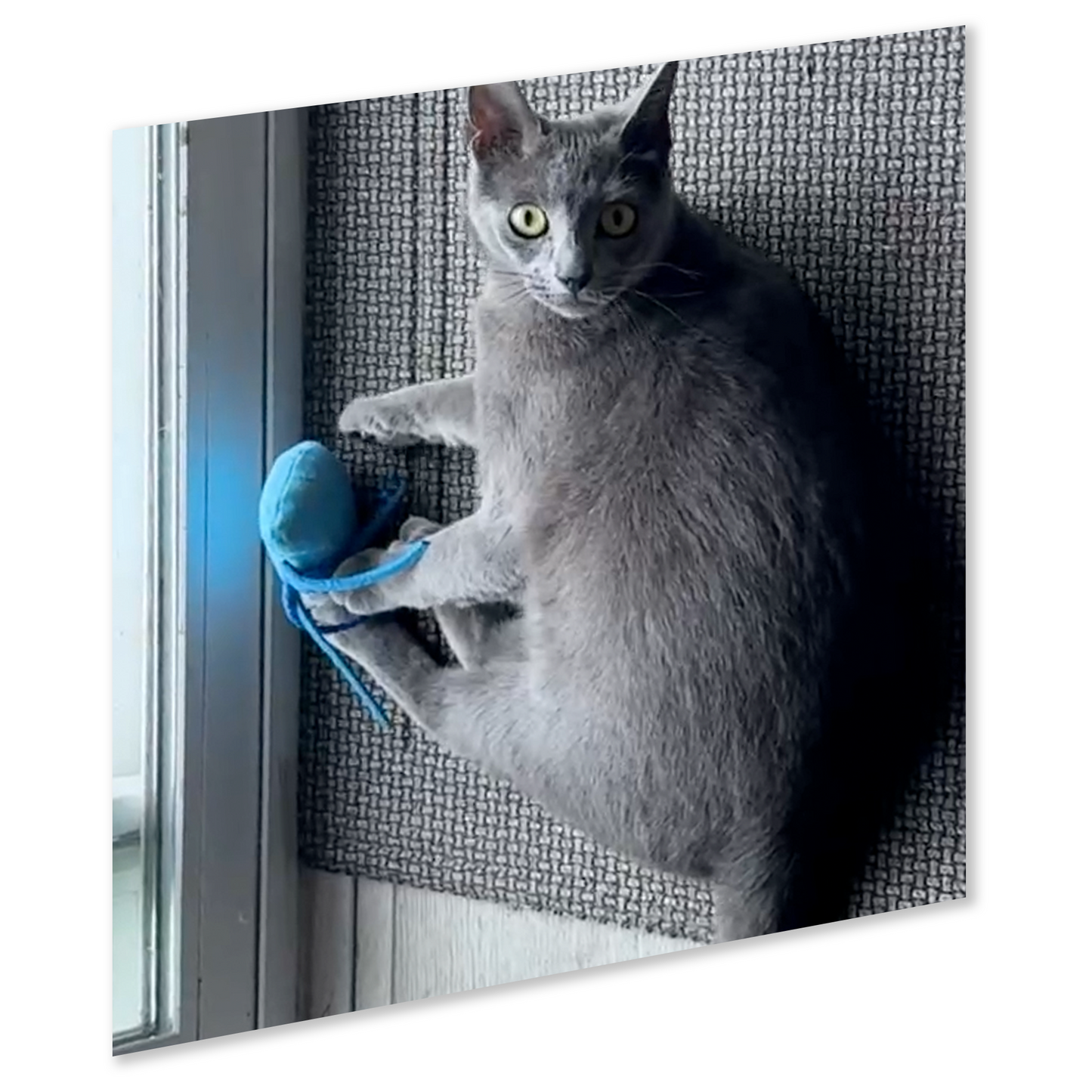 ZOOMIE JELLY FISH - Refillable Catnip Toy + Catnip