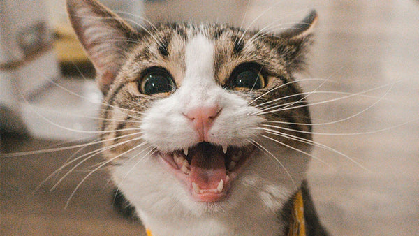 Designed for Real Cat Behavior
