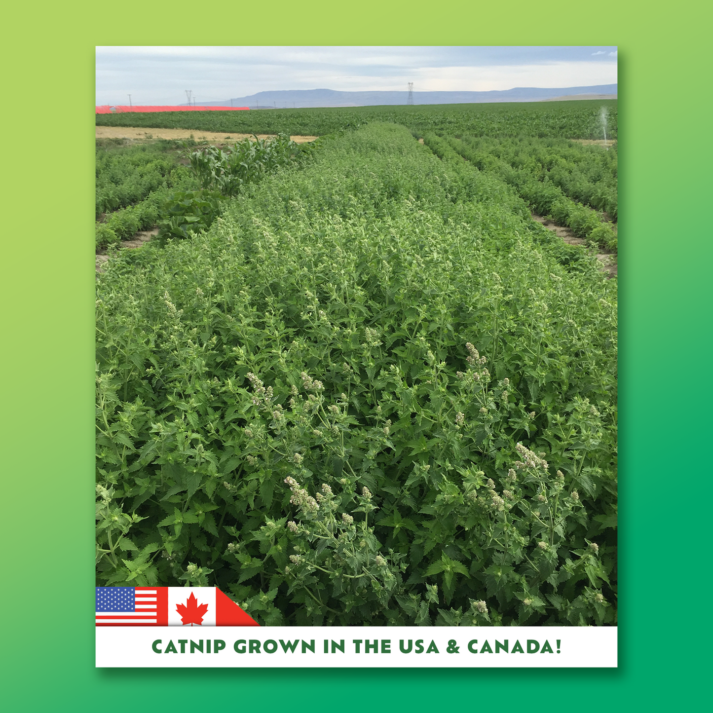 CATNIP CRAZE - Catnip Grown in Canada and the USA