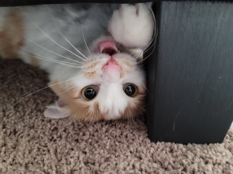 Games to Play With Your Cat