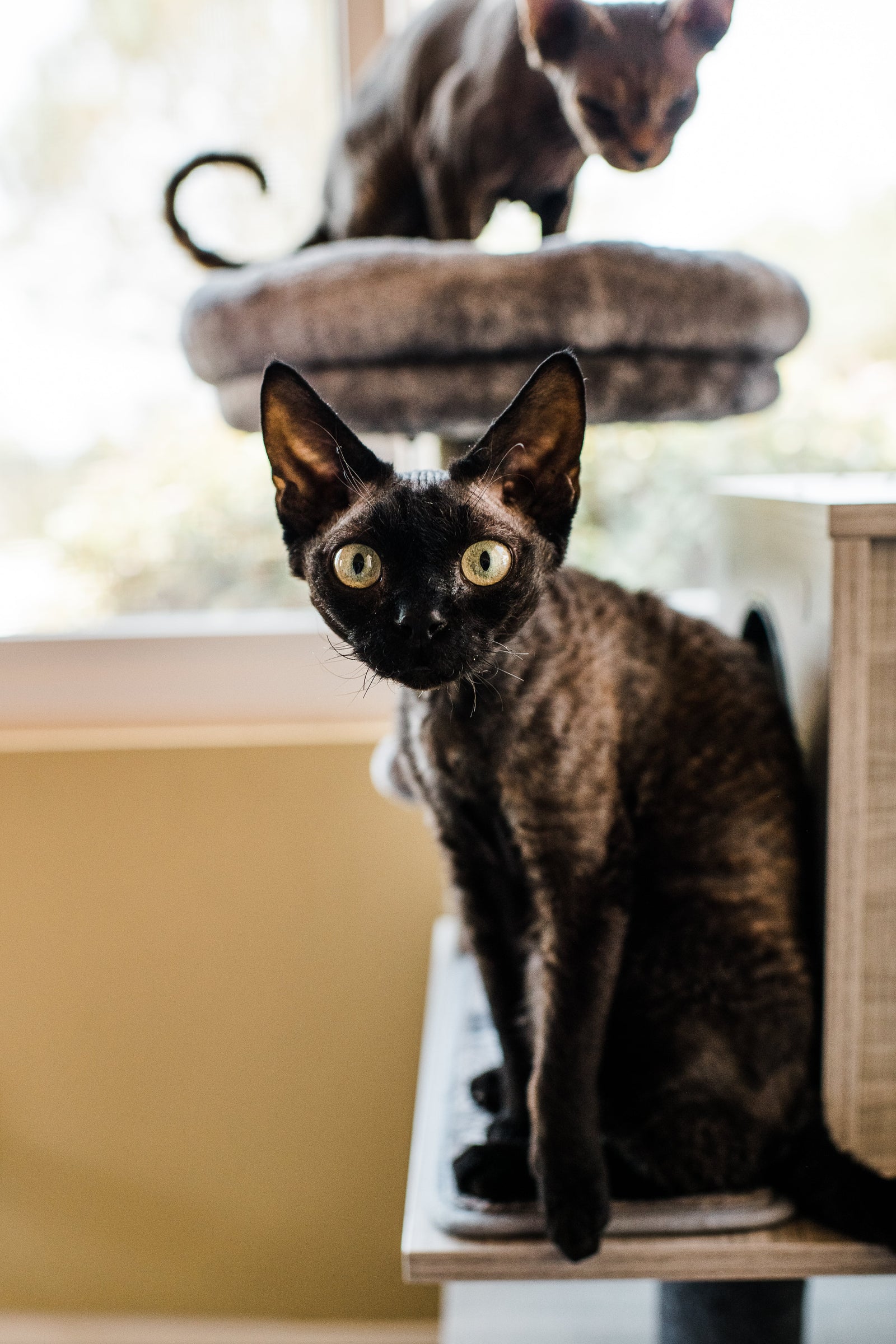 How to Build a Cat Obstacle Course at Home