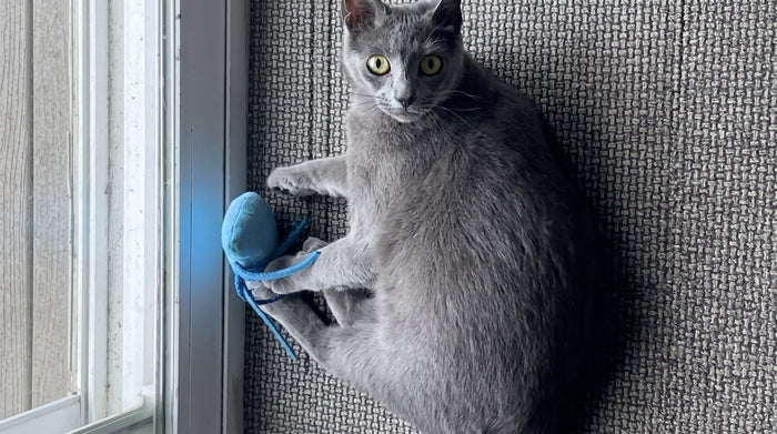Is My Cat Overweight? How to Tell in 30 Seconds