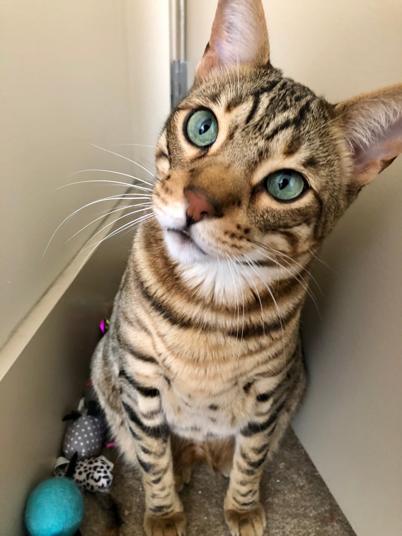 Indoor Cat Enrichment: How to Keep Your Cat Stimulated Through Play