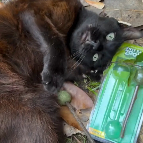 The Fall Activity Guide for Cats