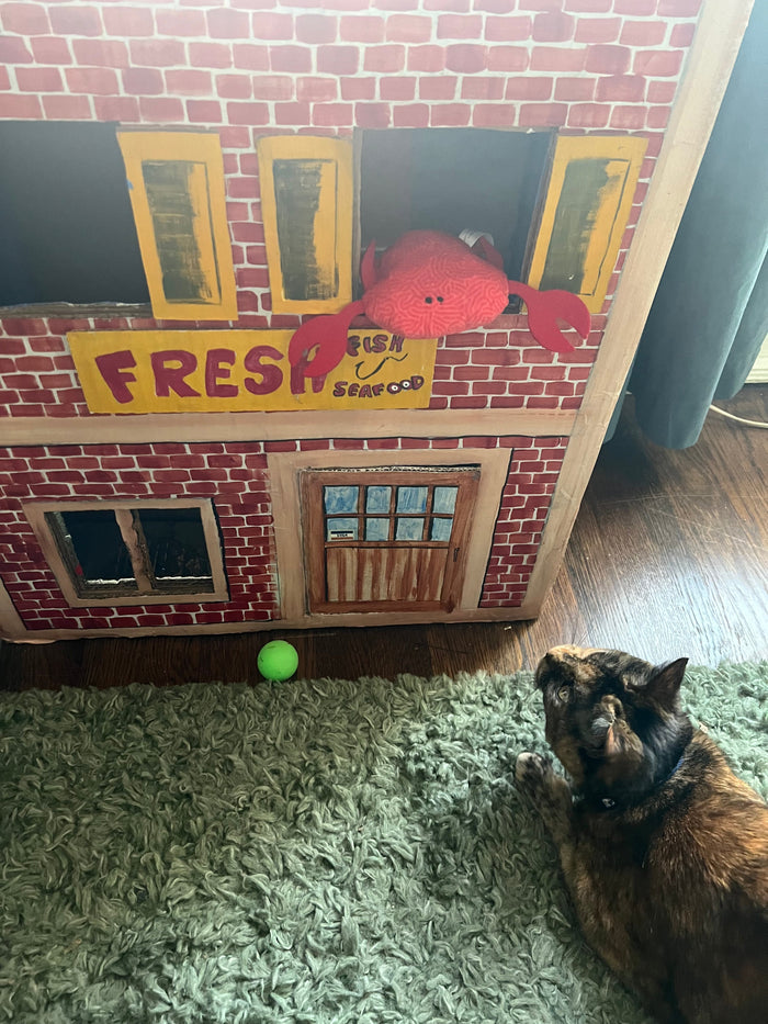 How to Entertain Your Cat on a Budget