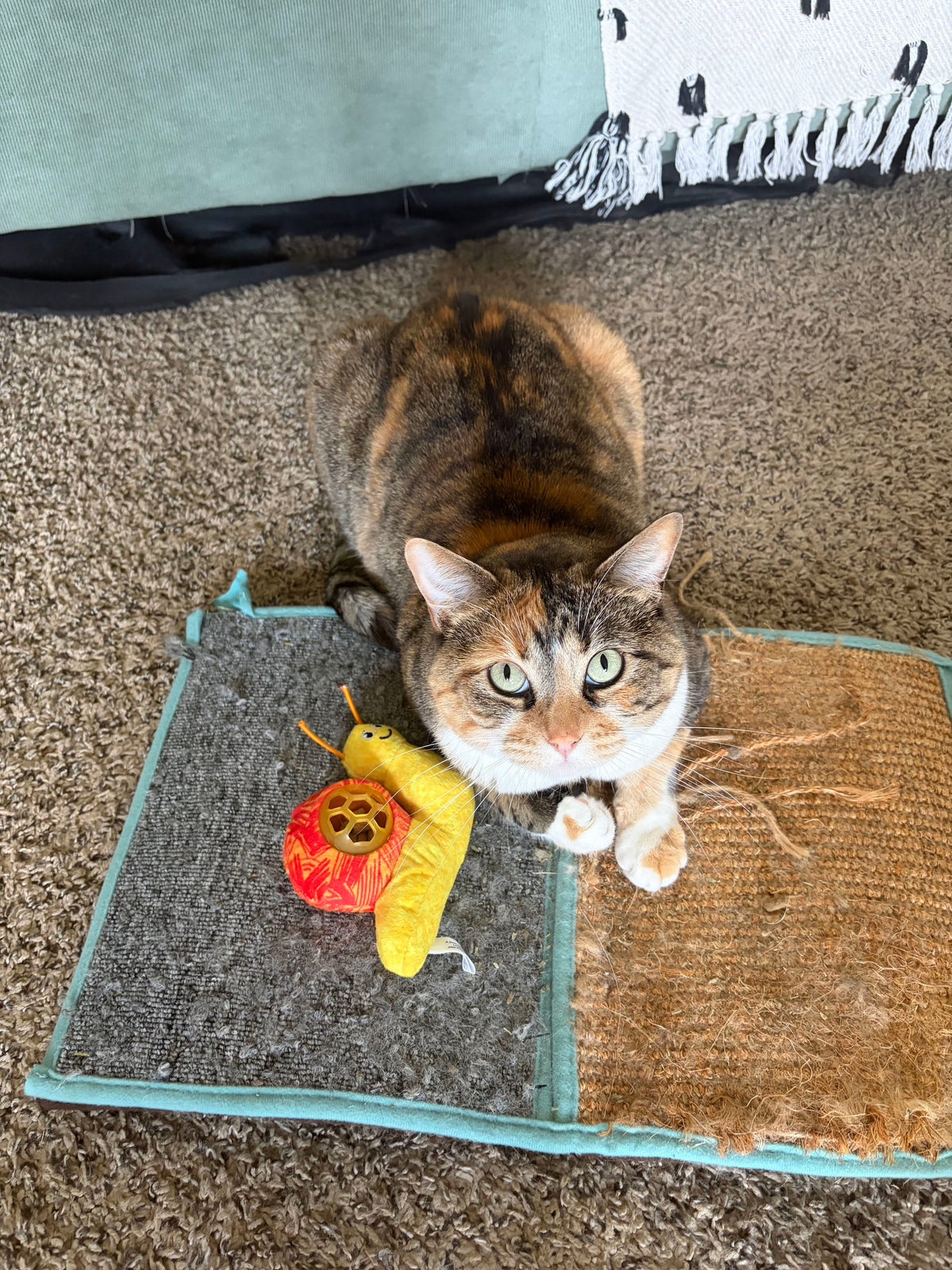 Why Does Your Cat Bring You Toys? (And Yes, Some Cats Play Fetch)
