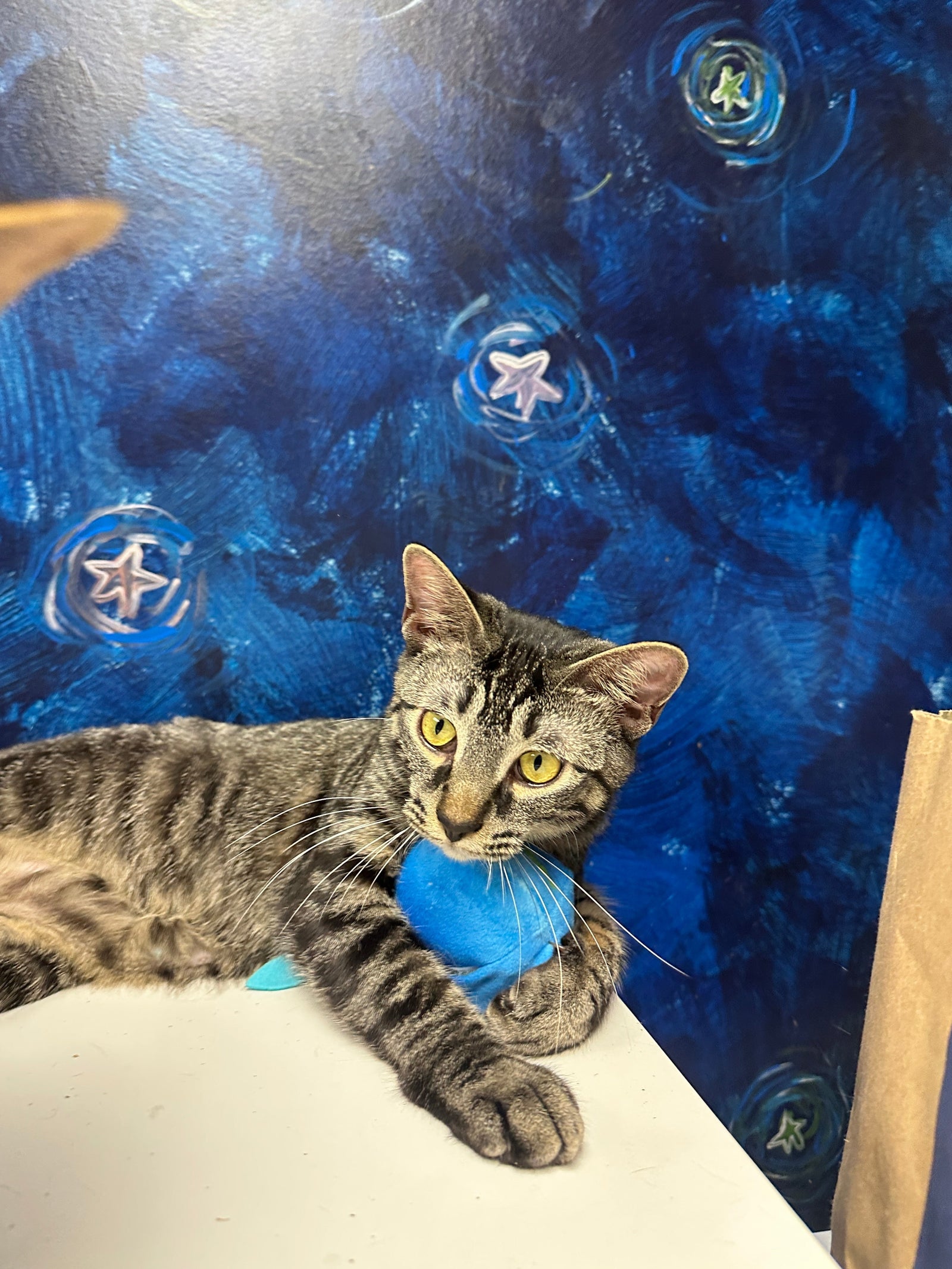 Best Refillable Cat Toys for High-Energy Cats