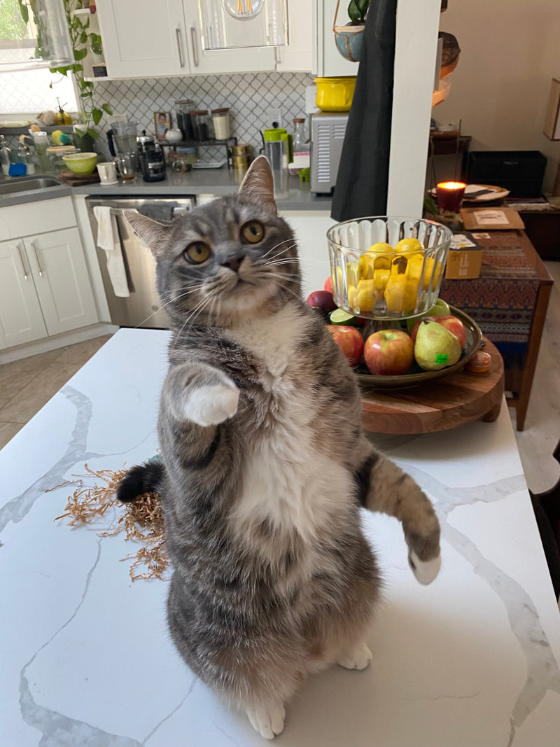 Why Do Cats Knock Things Off Tables?