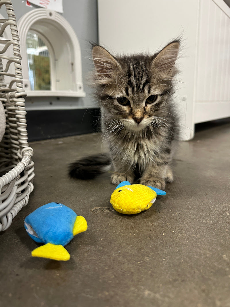 Best Cat Toys for Indoor Cats