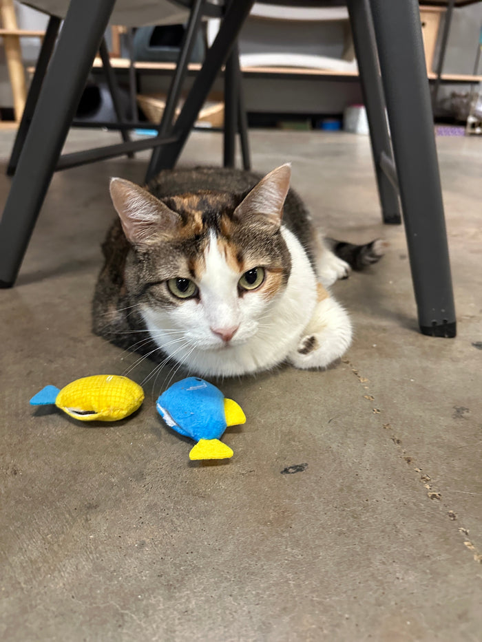 How to Get a Lazy Cat to Play
