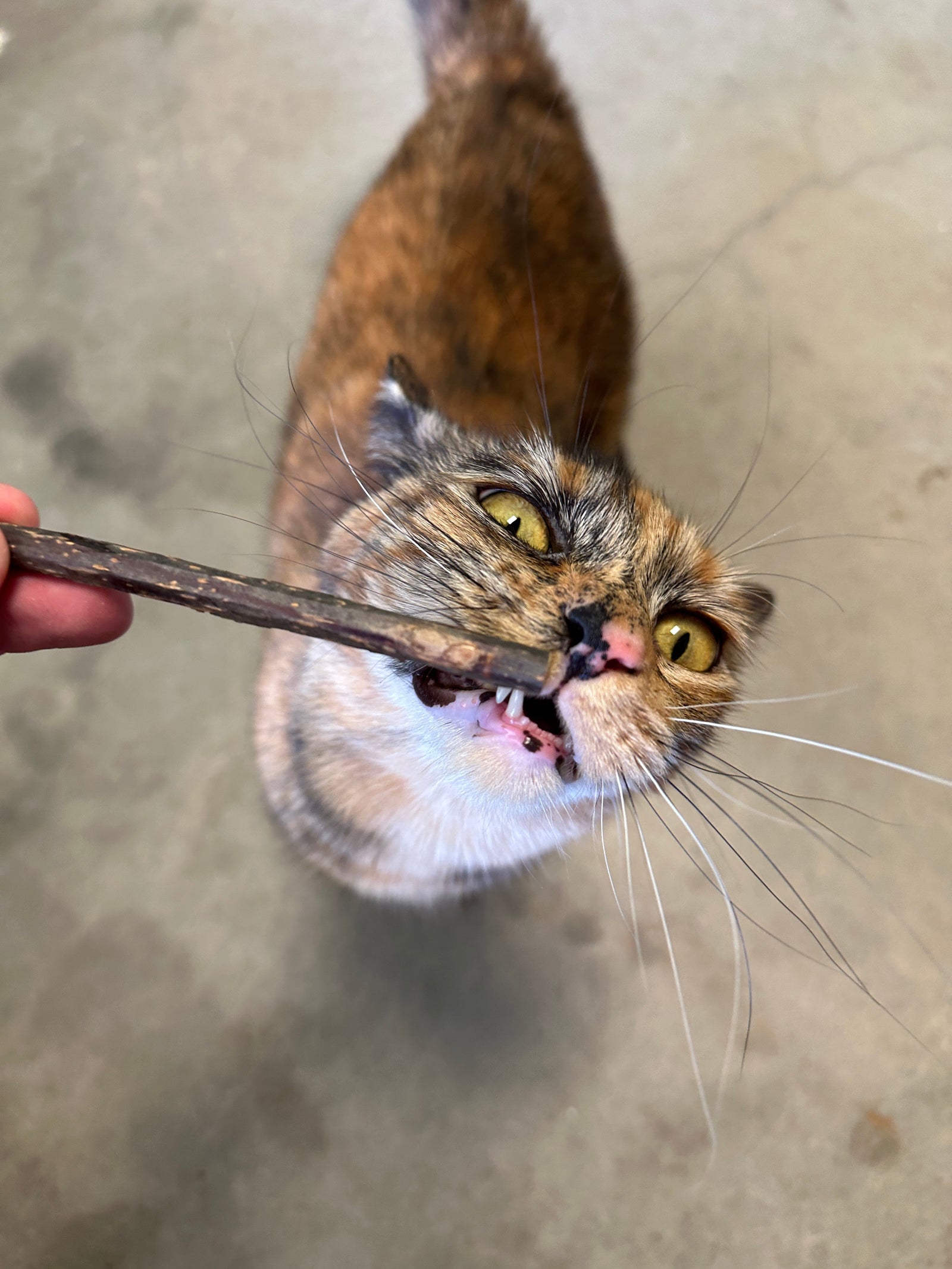 How to Keep an Indoor Cat Entertained