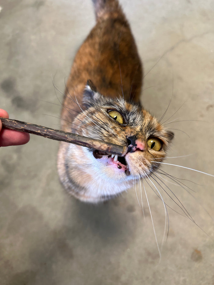 How to Keep an Indoor Cat Entertained