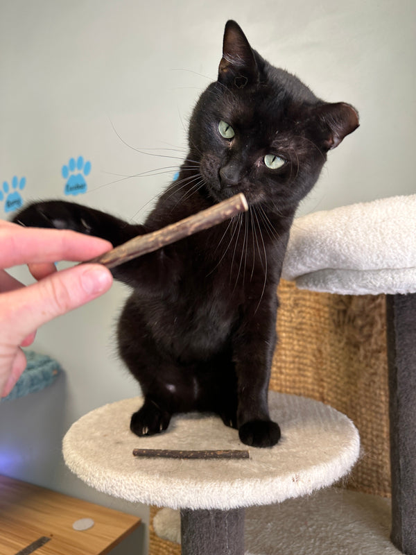 DIY Cat Toys That Actually Work (And the One Part Worth Buying)