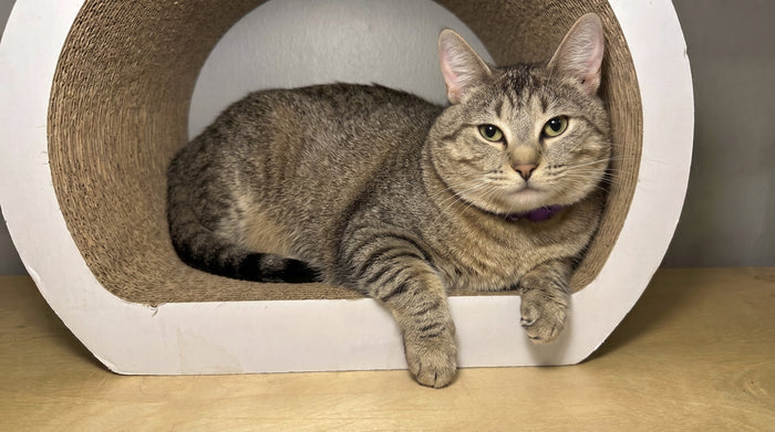 How to Get an Overweight Cat Moving