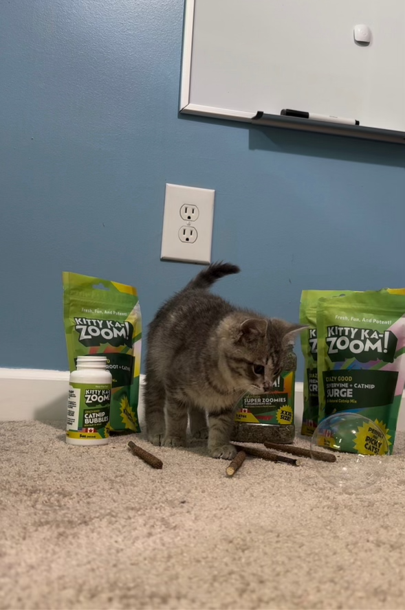 How Many Toys Does a Cat Need?
