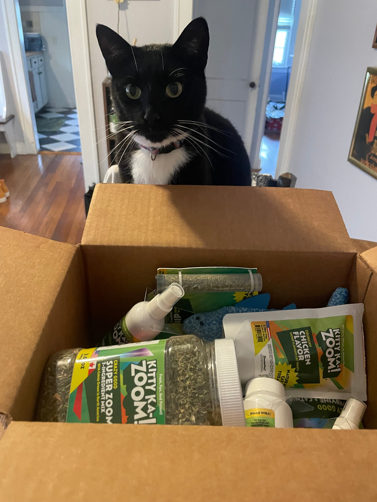 When Do Cats Calm Down? The Cat Energy Timeline