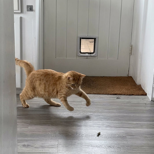 What Are Cat Zoomies? Why They Happen and How to Channel the Energy