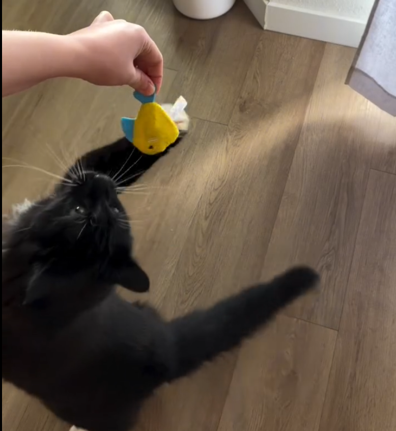 Best Cat Toys for High-Energy Cats (2026)