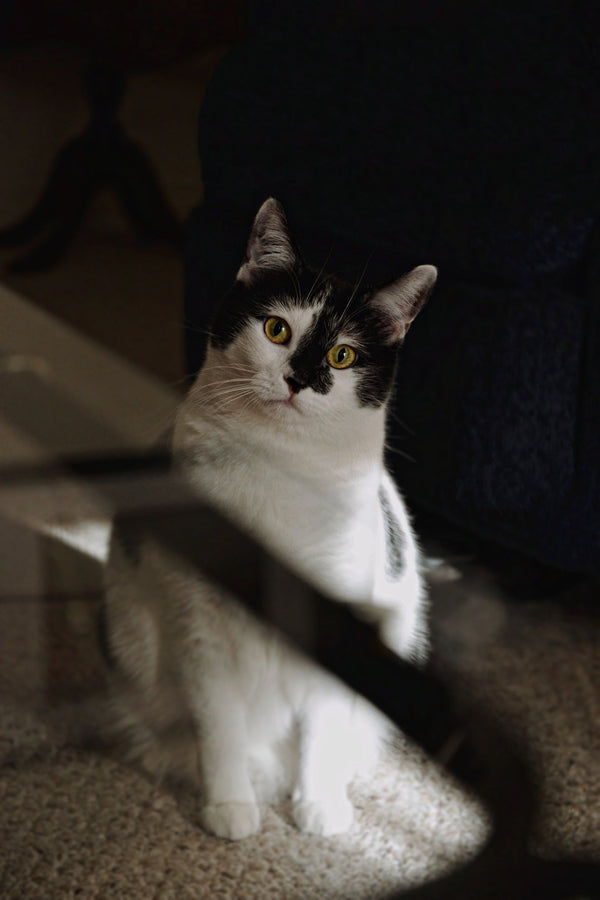 Are Laser Pointers Bad for Cats?