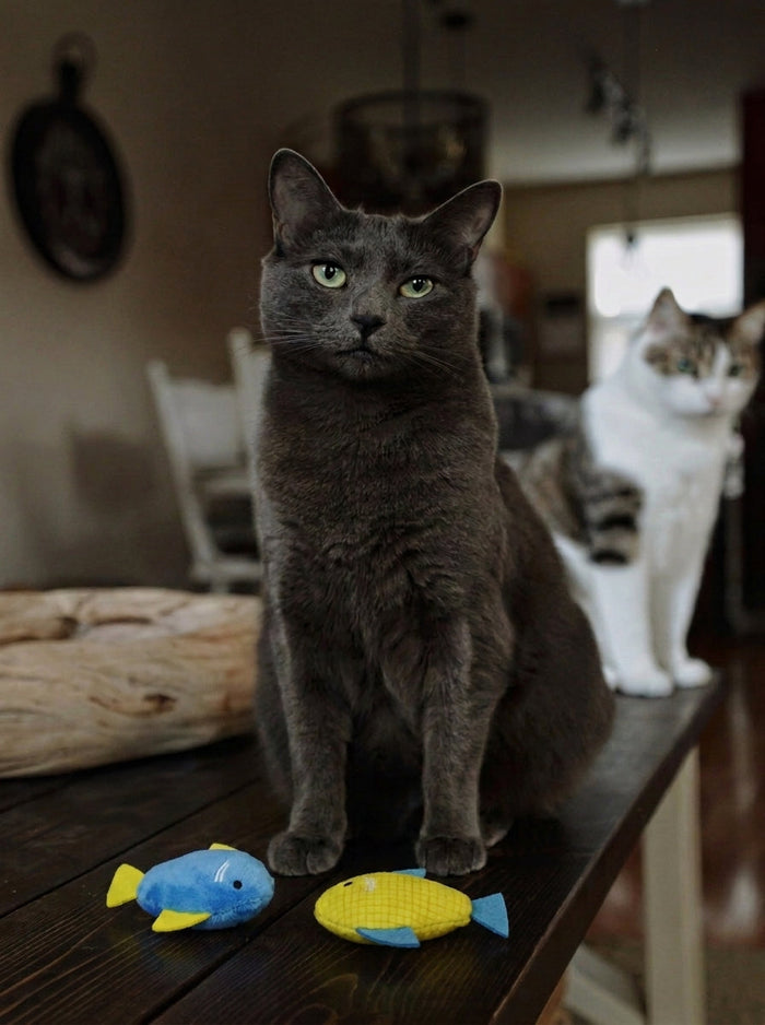 Multi-Cat Play: How to Keep Every Cat Engaged When You Have More Than One