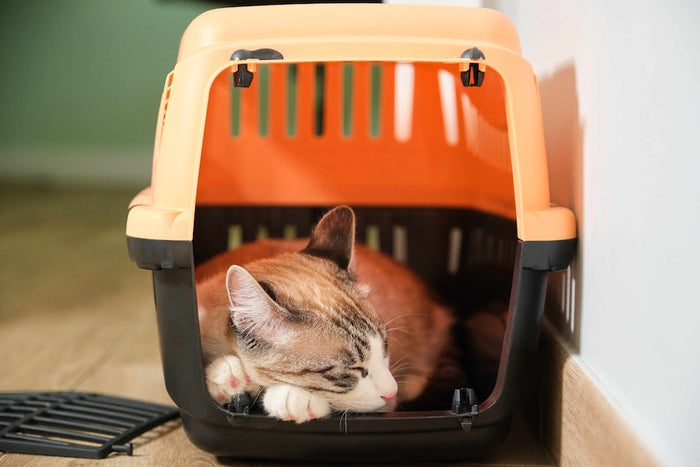 Must-Do’s Before Adopting a Cat