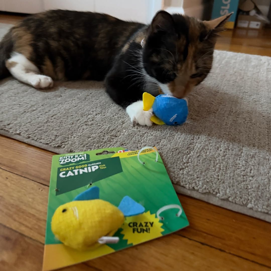 How Much Exercise Does a Cat Need?