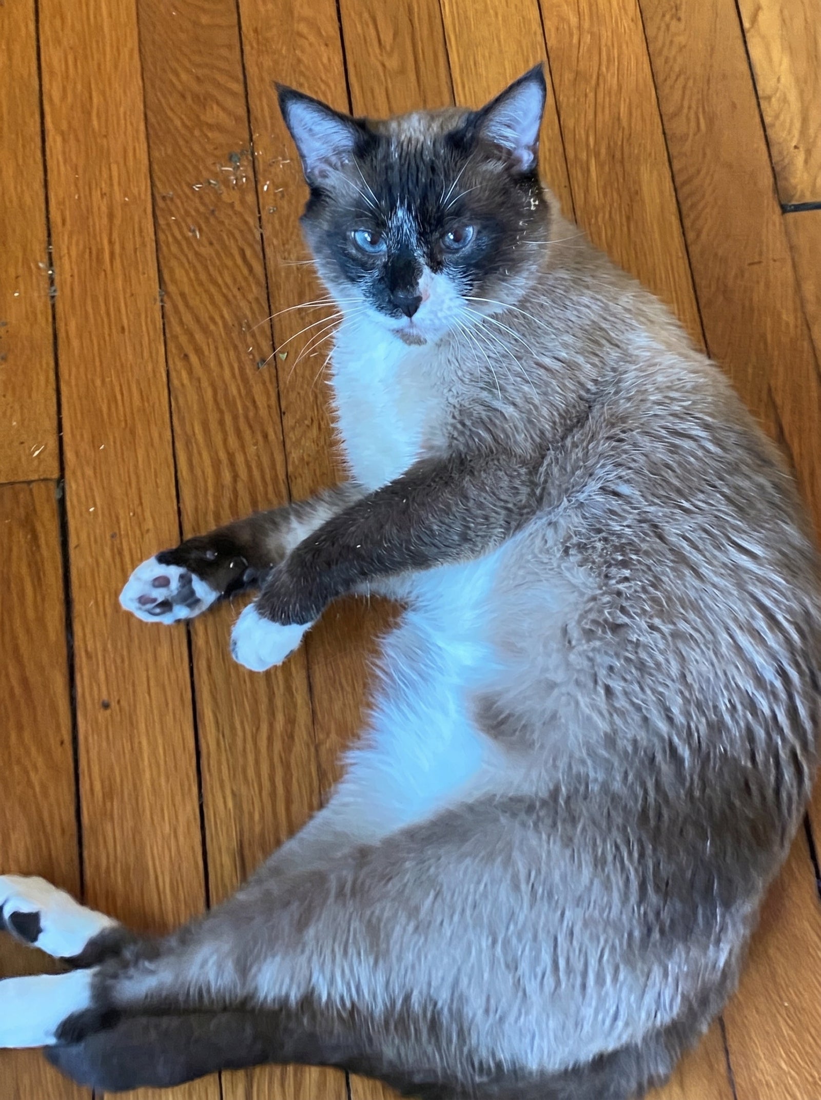 How to Tire Out a Hyperactive Cat: 7 Energy Outlets That Actually Work