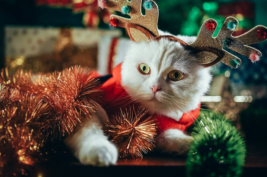 How Cats Experience Holiday Stress and What Pet Parents Can Do About It