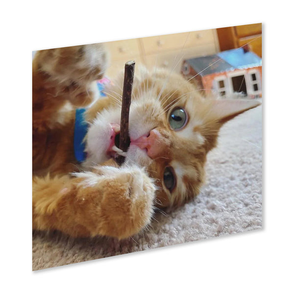 Even Picky Cats Can't Resist
