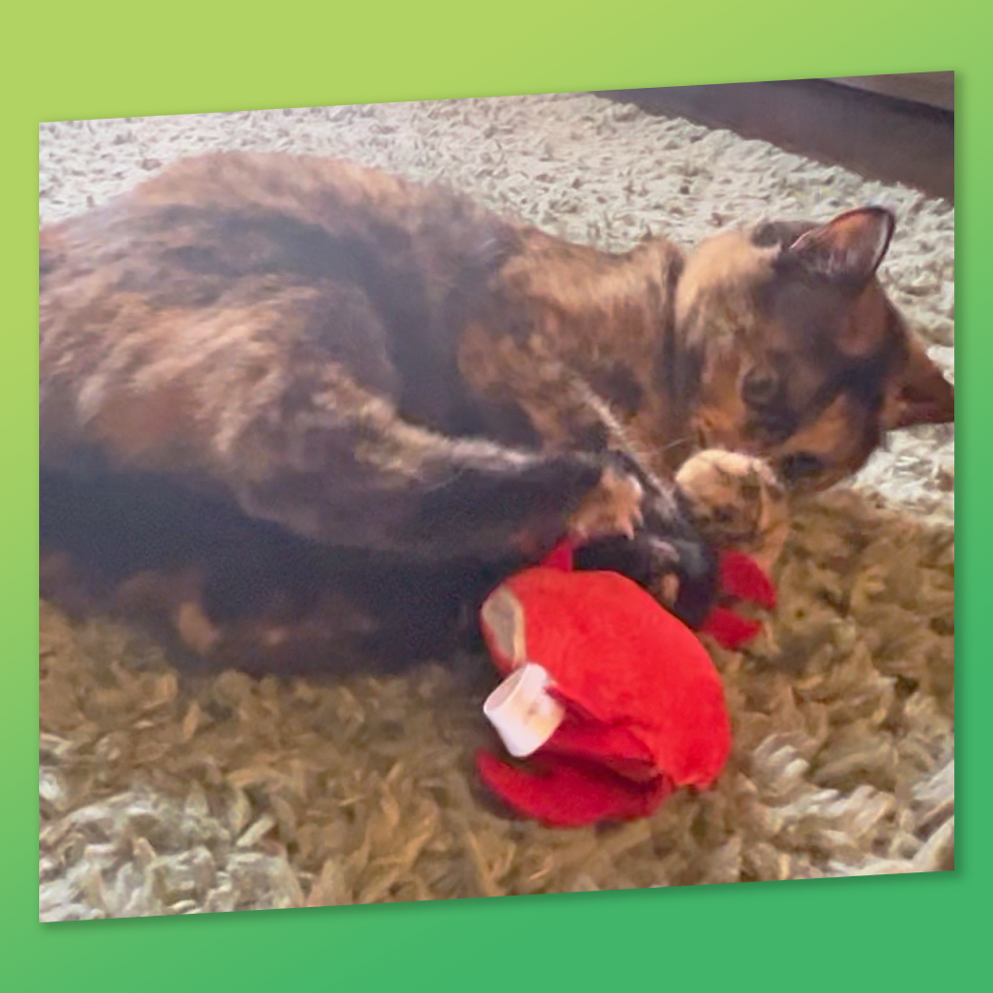 ZOOMIE CRAB - Refillable Catnip Toy + Catnip