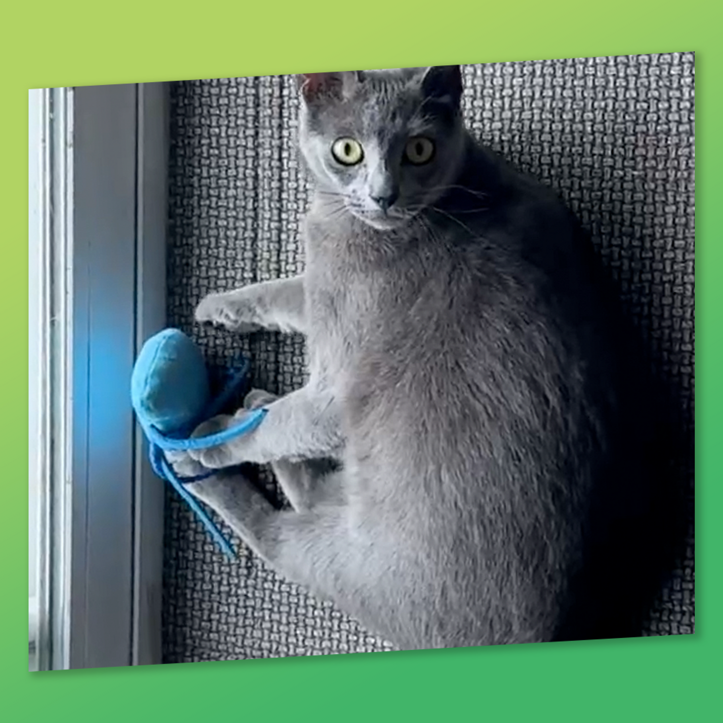 ZOOMIE JELLY FISH - Refillable Catnip Toy + Catnip